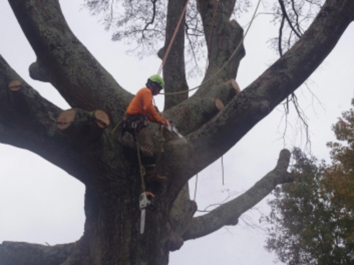 Tree removal in Frisco Texas 